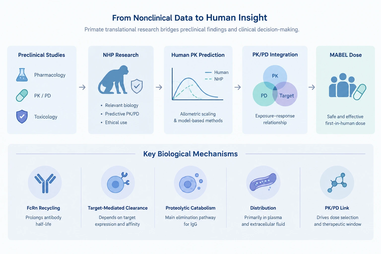 MABEL Calculation Example Cynomolgus Monkey PK to Human MABEL Calculation Example Cynomolgus Monkey PK to Human