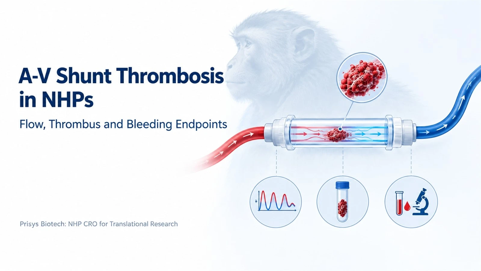 non-human primate NHP arteriovenous shunt thrombosis non-human primate NHP arteriovenous shunt thrombosis
