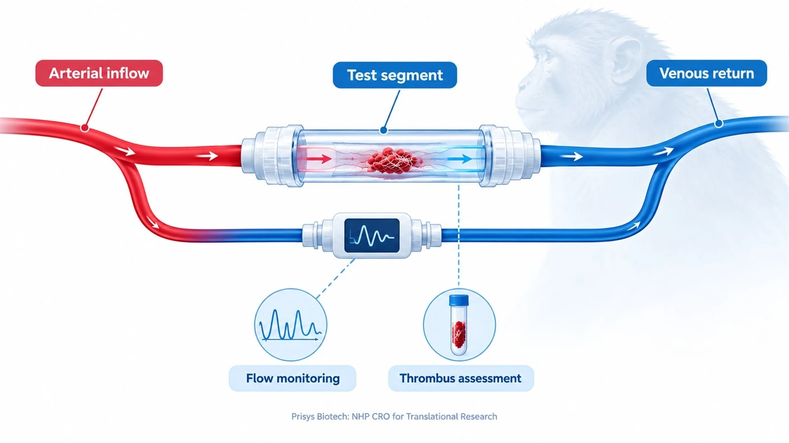 the principle of an NHP arteriovenous AV shunt thrombosis model the principle of an NHP arteriovenous AV shunt thrombosis model